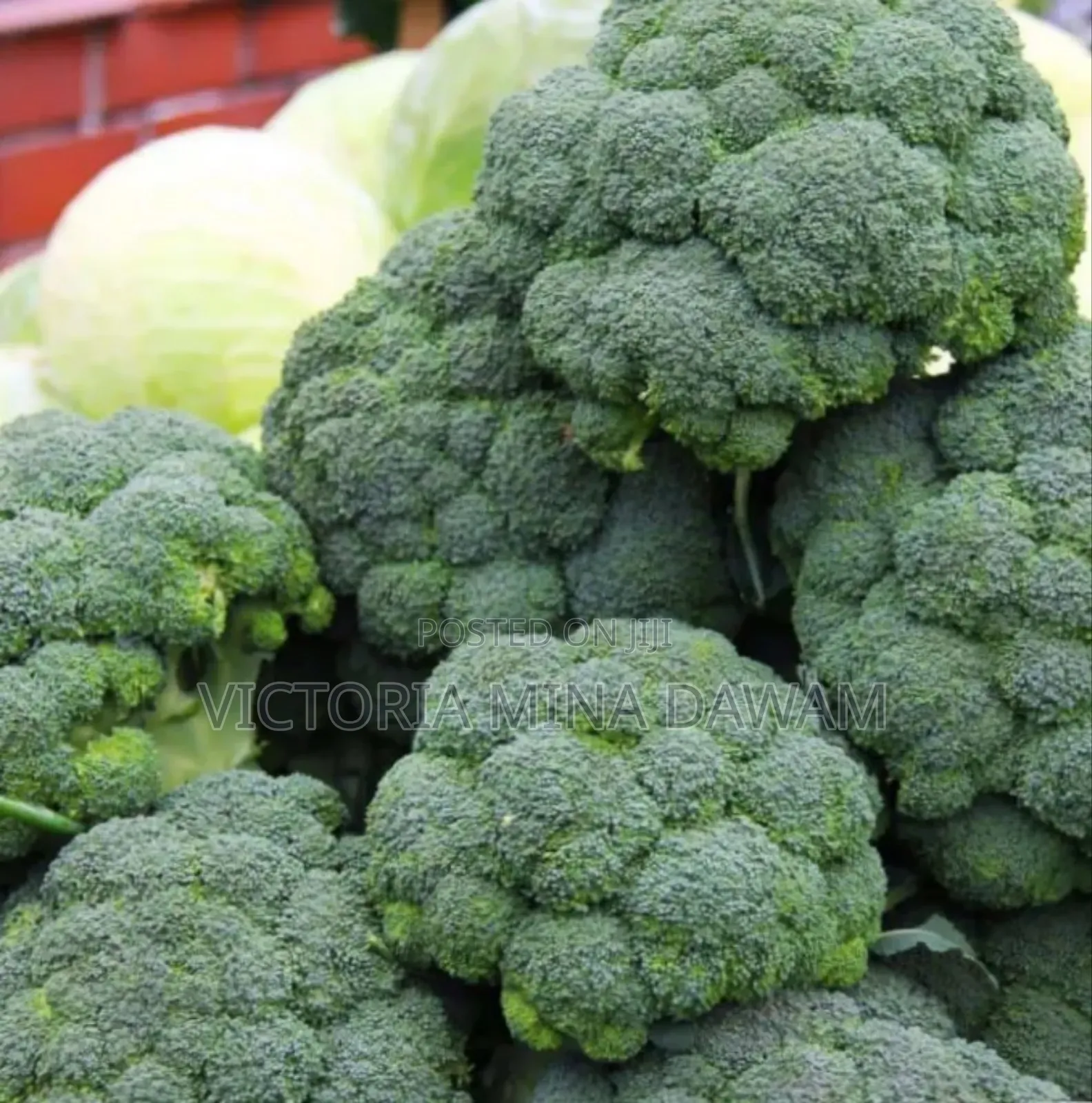 Broccoli Vegetable