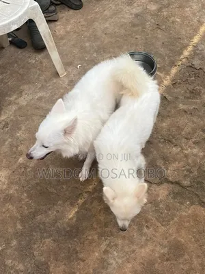 1+ year Male Purebred American Eskimo
