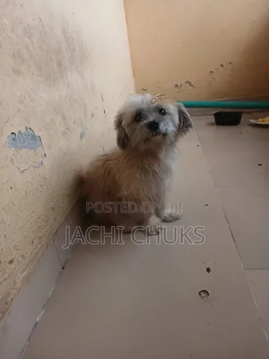 1+ year Male Purebred Lhasa Apso