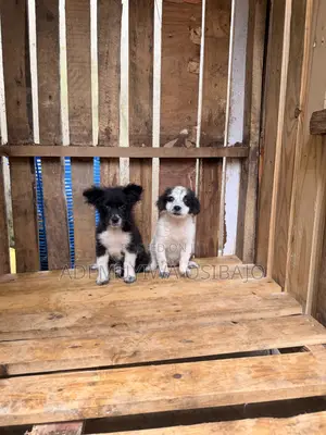 1-3 months Female Mixed Breed American Eskimo