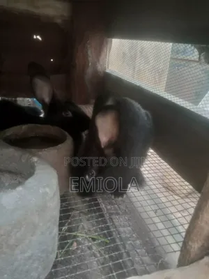 Grower Rabbits Male