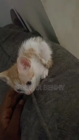 1-3 months Male Mixed Breed Tabby