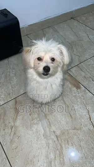1-3 months Male Purebred Lhasa Apso