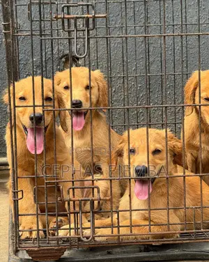 1-3 months Female Purebred Golden Retriever