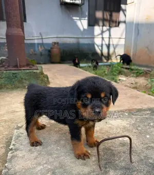 0-1 month Male Purebred Rottweiler