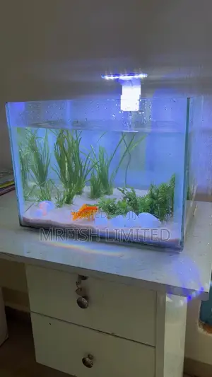 Table Top Aquarium