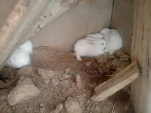 Winners Rabbit