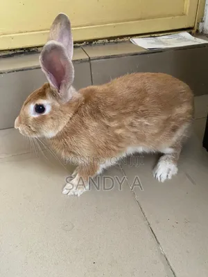 Mature Rabbits