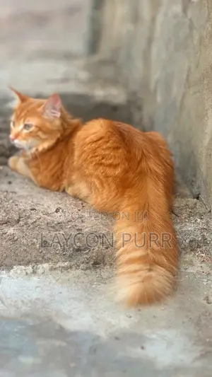 1+ year Male Purebred Turkish Angora