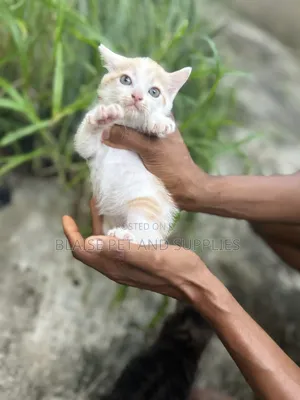 1-3 months Female Mixed Breed Persian