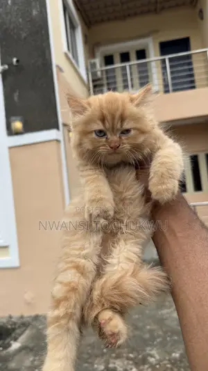 1-3 months Male Purebred Persian