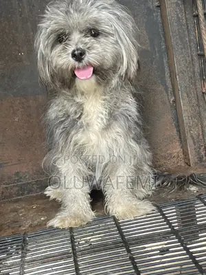 1+ year Female Purebred Lhasa Apso
