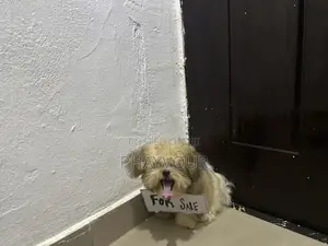 3-6 months Female Purebred Lhasa Apso