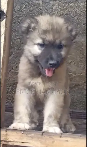 1-3 months Male Purebred Caucasian Shepherd
