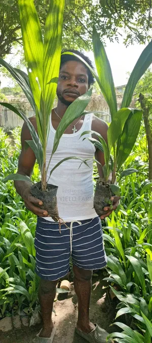 Fast Growing Tenera Oil Palm Seedlings