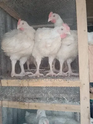 Live Boilers Chicken Fresh Dressed Chicken