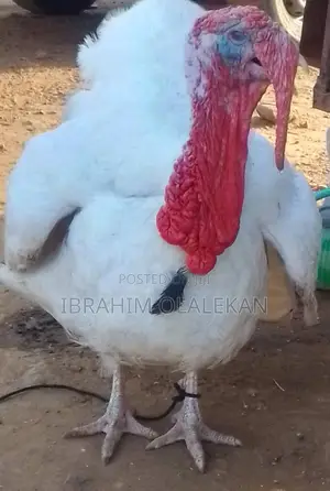 Giant Male Turkey