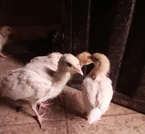 Turkey at Evergreen Farmz