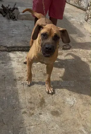 1+ year Female Purebred Boerboel