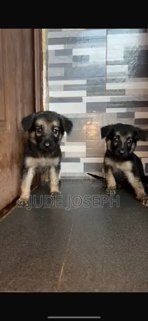 1-3 months Female Purebred German Shepherd