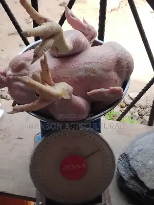 Livechicken
