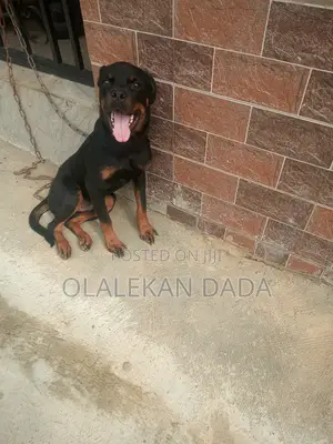 6-12 months Male Purebred Rottweiler