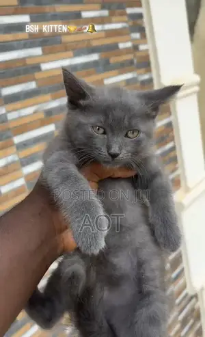 1-3 months Male Purebred British Shorthair