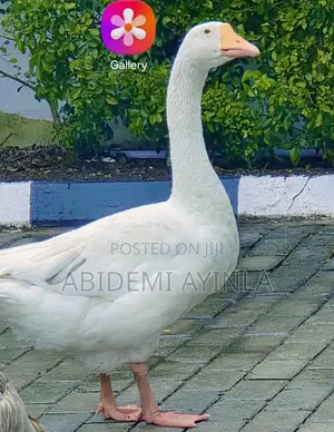Matured White Chinese Male Geese