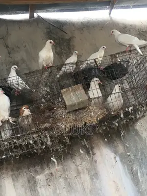 Pigeon Bird