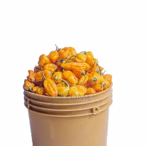 Yellow Pepper