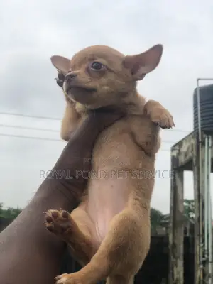 1-3 months Female Purebred Chihuahua