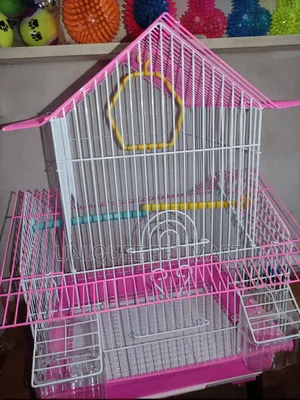 Bird Cage Bird, Parrot Cage