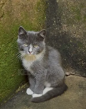 1-3 months Male Mixed Breed British Shorthair