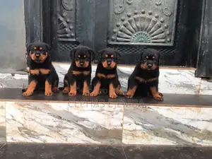 0-1 month Female Purebred Rottweiler