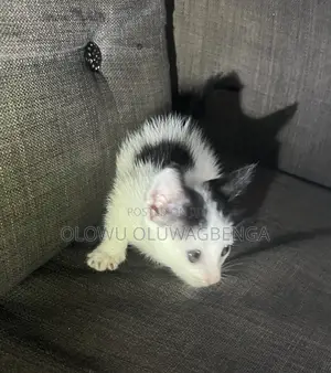 1-3 months Male Mixed Breed Tabby
