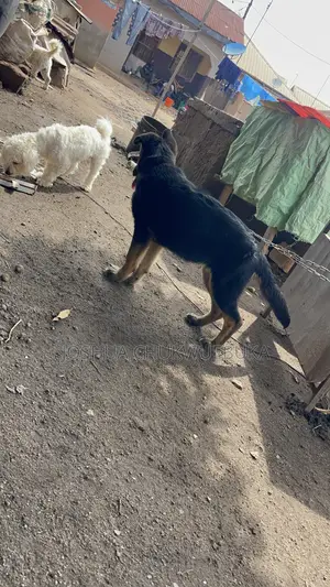 3-6 months Female Purebred German Shepherd