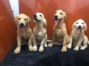 3-6 months Male Purebred Golden Retriever