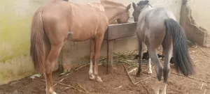 Male and Female Horses Available
