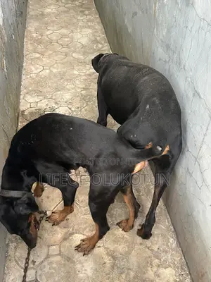 1+ year Male Purebred Doberman Pinscher