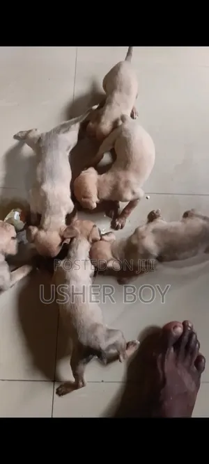 0-1 month Male Mixed Breed Boerboel