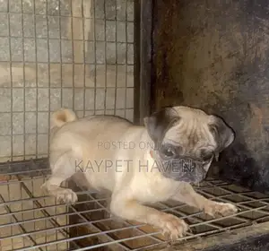 1+ year Female Purebred Pug