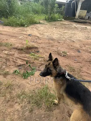 1+ year Male Purebred German Shepherd