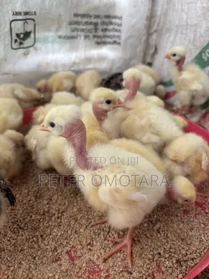 Day Old Chicks