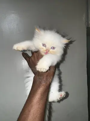1-3 months Female Purebred Persian