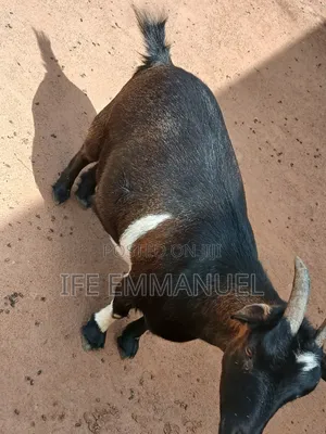 Livestock Sale