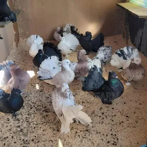 Male and Female Lovely Fantail Pigeons for Sale