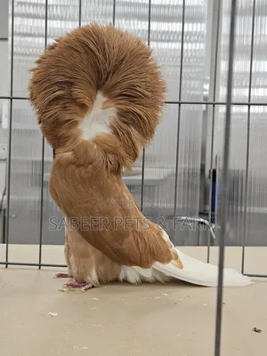 Male and Female Jacobin Beautiful Pigeons Now Available