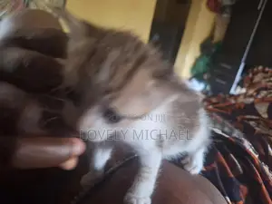 0-1 month Female Mixed Breed American Shorthair