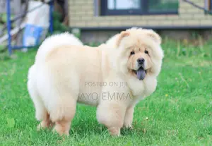 6-12 months Female Purebred Chow Chow
