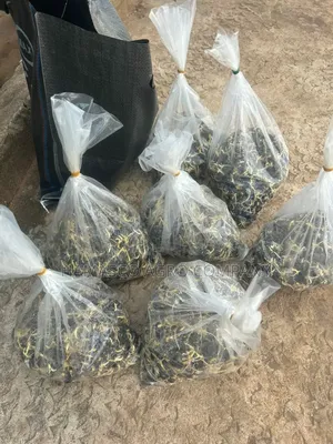 Palm Seeds( Supergene Seeds)